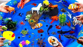 Cute Animals, Clownfish, Shark, Duck, Goldfish, Sea Turtle, Lionfish, Whale, Octopus, Crab,Crocodile