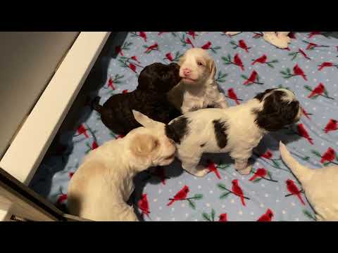Labradoodle/Australian Cobberdog Puppies