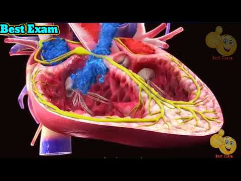 How the Heart Actually Pumps Blood 2021|How Does Heart Work| How Does a Heart Work Class 10| Heart