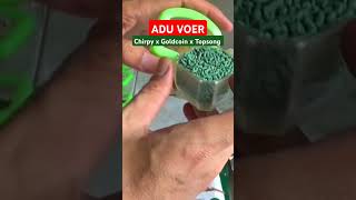 Download lagu Chirpy Vs goldcoin Vs topsong #voermurai #voertopsong #voergoldcoin #voerchirpy #muraibatugacor mp3