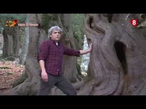 'A Pie de Calle'  La Tejeda de Tosande