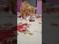 বিড়ালের হিট কি কেন ওরা এমন করে ডিসক্র