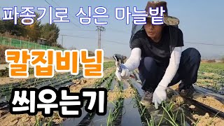 마늘 파종기로 심고 칼집 비닐 씌우고