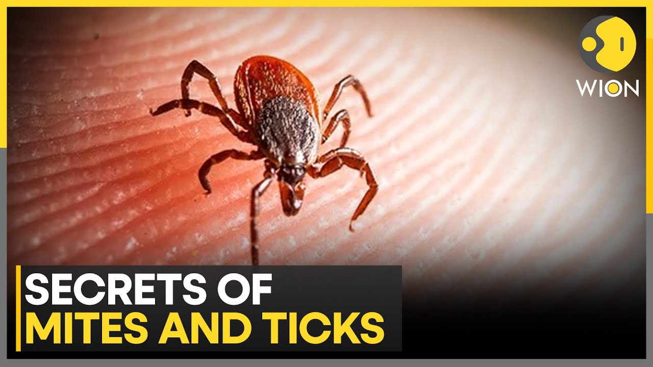 The Secret Lives of Mites & Ticks Unravelled: Tiny Creatures, Big Mysteries | WION NEWS