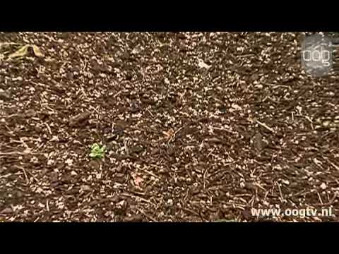 Kort Nieuws 21 juli 2011