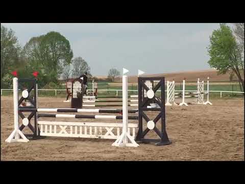 Cellestial- Marsvogel xx,  mecklenburger gelding * 2015 sold