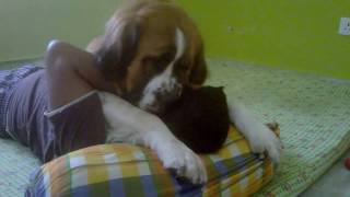 Saint Bernard Love And Cuddle Like A Puppy