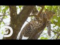 Leopard Cub Hides From Dangerous Encounter With Wild Baboons Big Cat Tales
