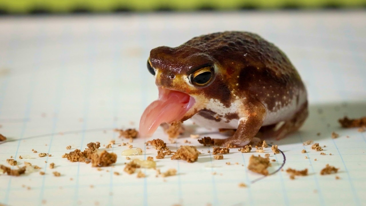 Potato Fairy Eats Termites MUKBANG