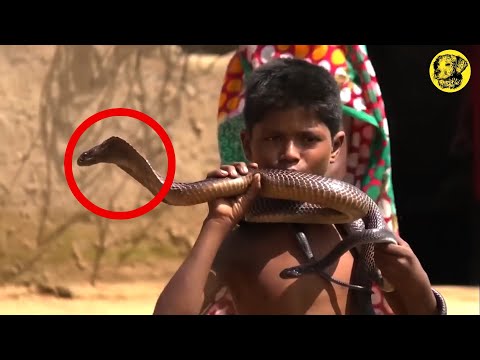 Junge trug Giftige Kobra ins Dorf. Du wirst nicht glauben, was dann geschah.