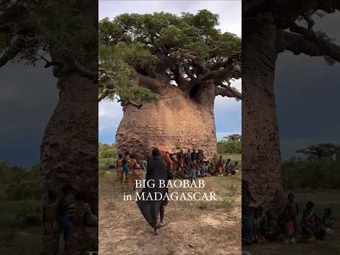 This Tree Can Save Your Life 😱