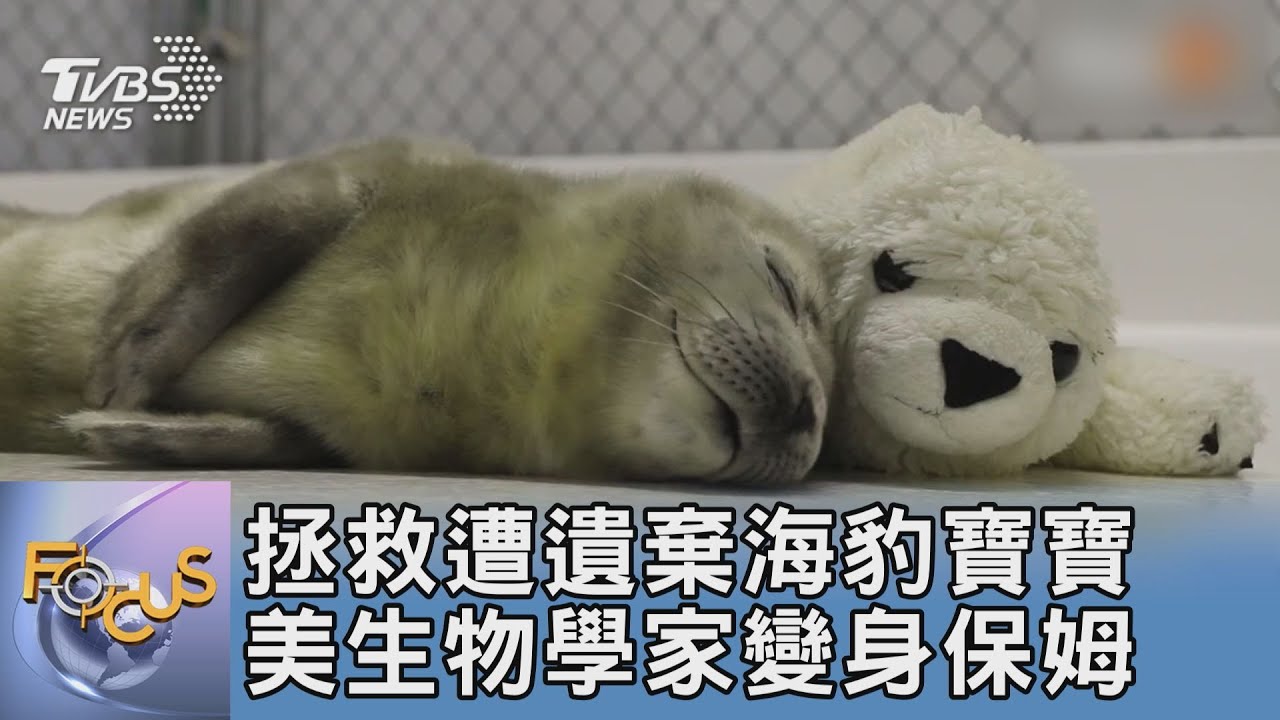 拯救遭遺棄海豹寶寶 美生物學家變身保姆