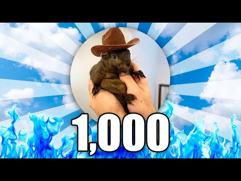 What 1,000 PEANUT THE SQUIRREL Coins Will Be Worth in 2025...