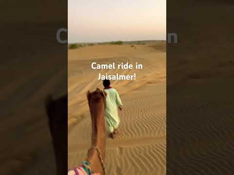 Camel Ride in Thar Desert: Jaisalmer was true fun! #jaisalmer #camelride