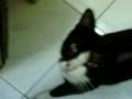 Tuxedo Cat Meowing