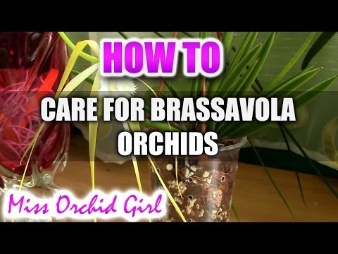 How to care for Brassavola Orchids - watering, fertilising, reblooming