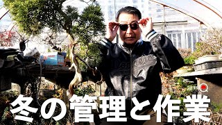【座学】冬の管理と作業について【盆栽Q】