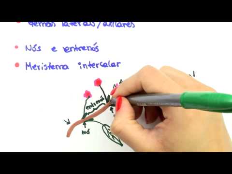 Me Salva! BOT39 - Botânica - Morfologia vegetal: o caule