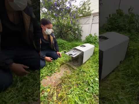 Animal Trap - Wildlife Trapping - Skunk, Opossum, Raccoon Trap