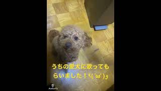 アプリ「Avatarify」を使ってみました!