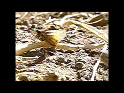 Slow mo - lizard makes a very fast grab