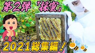 ニホンミツバチ飼育の醍醐味！自家製のハチミツをいただく♪【2021採蜜総集編】