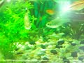 Sesame Street Classics X Ray Fish