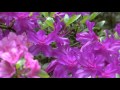 Сура 33. Аль-Ахзаб (сонмы) أﻷحزاب 