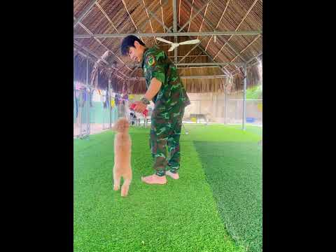 Video Trường Huấn Luyện Chó Cảnh, Chó Nghiệp Vụ Hùng Cường
