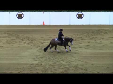 Draw 47 Back 5192 Gotta Shiney Whiz Kelle L Smith