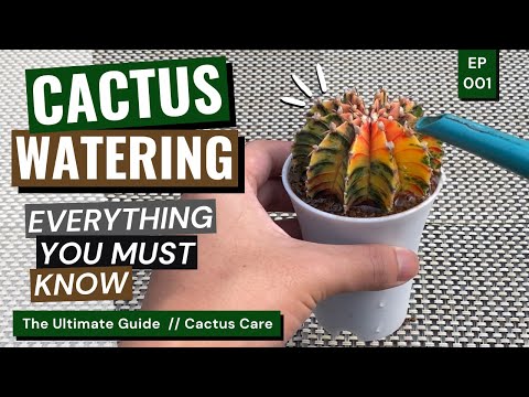 How and When to Water a Cactus / Cactus Care Ep. 01