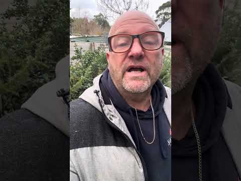 Juniper Berries always screams Gin distilling & the common Juniper “Juniperus communis” brilliant 