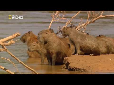 Удивительный, животный мир - животные Амазонки. Документальный фильм. "National Geographic"