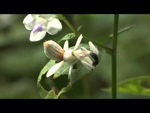 ハナカマキリハチを捕らえる