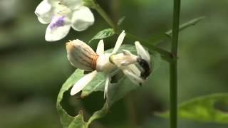 Flower mantis catches the bee