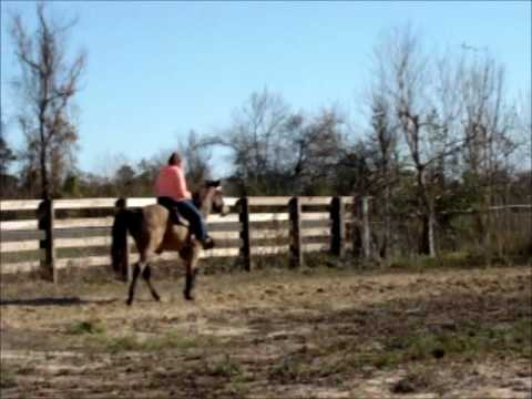 Sharp Classy Buckskin Kentucky Natural Gaited Pleasure Gelding for sale