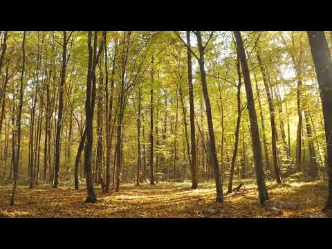 Calm Flight Through Fall Autumn Forest During Beautiful Sunset Evening. Sun Sunlight Through Woods