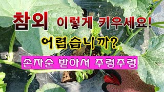 [텃밭농부 1,952]  참외 키우기 어렵든가요?  손자순 받아서 유인하는 방법. #참외재배