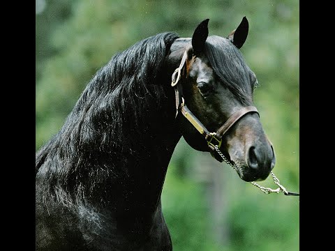 , title : 'THE LIPPITT MORGAN HORSE  •  THE CONSUMMATE SPORT HORSE'