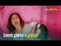 Top 20 Pets Being Absolute Jerks | Best Pets Of The Year 2020