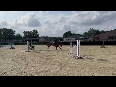 Mr Elvis-K van 't Kattenheye - training