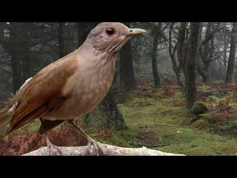 Sabiá Parda Paulista Canto mateiro