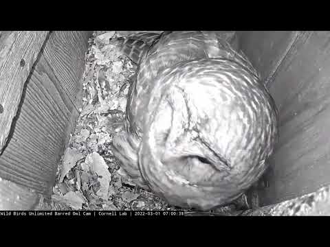 Female Barred Owl Lays Egg #2 In Early Morning | Wild Birds Unlimited | Cornell Lab – Mar. 1, 2022