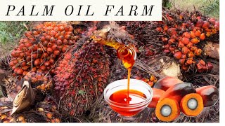 WHY YOU SHOULD START PALM OIL FARM AS A STAY AT HOME MOM LIVING IN NIGERIA #palmoil #stayathomemom