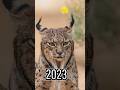 Now Lynx And 5000bce Lynx | Mithycia | #foryou #viral #shortvideo #lynx #reels  #popular #viralvideo
