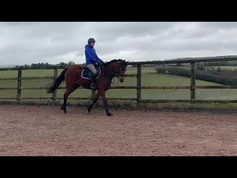 Stunning 3yo by Balou Star - ad ref: 250009 video 3