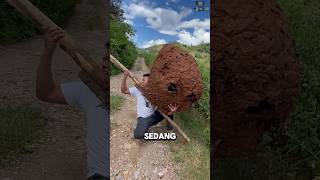 Download lagu The Size and Shape Are Amazing, What Is This? #shorts mp3