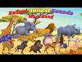 Safari Tiergeräusche ABC Zootiere Mehr Lied N28TH2 Tiergeräusche