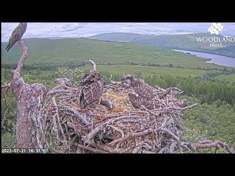 Tug of trout! Loch Arkaig Osprey chicks dramatic fight over fish number five 21 Jul 2022