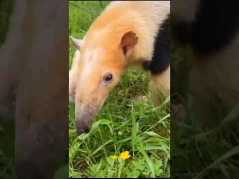 Who don't love Zoo tour ??? ❤️ #comment